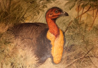 Brush Turkey by Joseph Wolf